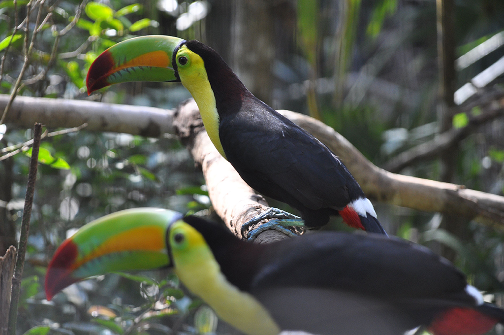 Belize zoo
